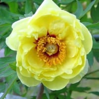 ５月始めなのに３０℃予報、「黄色い牡丹」一気に開花。