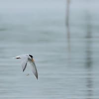 100日ぶりに鳥を撮りました・・・・コアジサシ