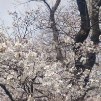 「熊谷桜堤」４月８日㈪満開でした・・・【6.4.8㈪】