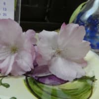 拾ってあげた桜の花びら２つ（２０２４年４月８日撮影）