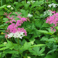 そろそろ紫陽花の季節ですね。