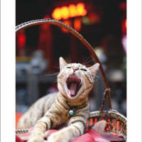 猫の楽園　-台湾-　2013.7.17～7.29