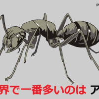 世界で　一番多いのは　アリ　です　!
