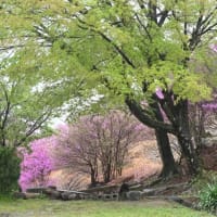 ミツバツツジの群生を訪ねて！