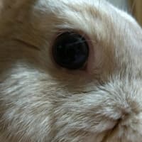 わちゃまるインフォメーション