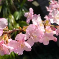桜の開花発表　東京
