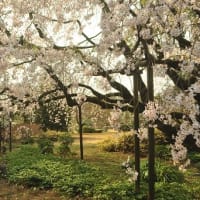 六義園　枝垂桜　フレンドパーク　こさのぼ
