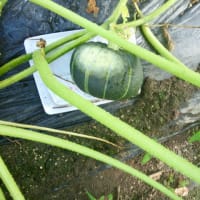 やっぱうどん粉病に勝てなかったか
