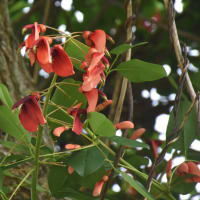 トリトマ付近の花たち