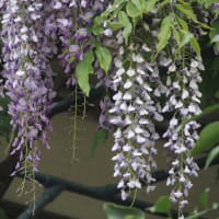 藤の花