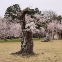 曇天の桜メジロ