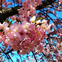 今年の春一河津桜