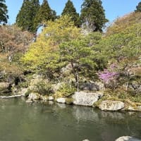 今年の桜　その３　湖東三山