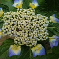 紫陽花開花！