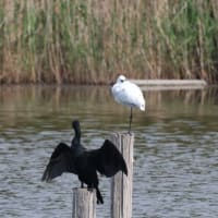 クロツラヘラサギ、キビタキ、センダイムシクイ