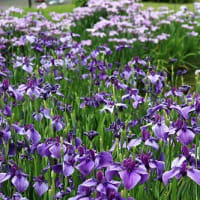 城北公園菖蒲園