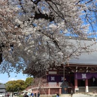 閑話休題：池上の桜と洗足池