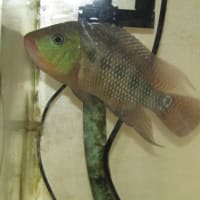 フェスタ♂♀