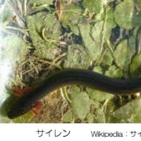 両生類の呼吸ーその６