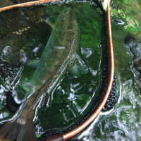 ちょっとヤマメ釣りへ、長澤さんです