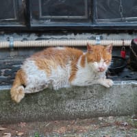 ボロボロ　Un chat en lambeaux