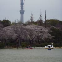 桜のパノラマ
