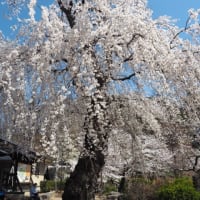 須坂市・臥竜山（471m)と臥竜公園の桜