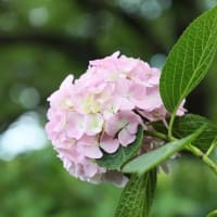 荒子川公園　サンクガーデンに「アナベル」の季節が～～