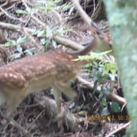 お山であった鹿と蝶