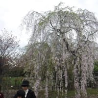 札幌の枝垂れザクラ巡り物語