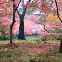 禅林寺（永観堂）の紅葉