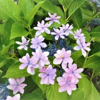 ブログ引っ越し準備できたらしい、ほうれん草ありがとう