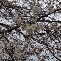 曇天の桜