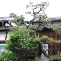 有松の町並み