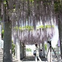 Westeria Festival in Fujioka