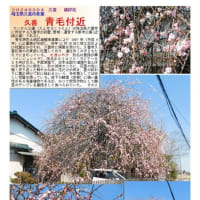 花巡り「梅－358」 久喜　青毛付近