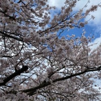 春っていいな