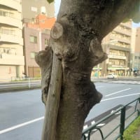 木蓮に食い込んだ杭