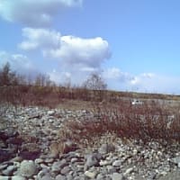 長良川のネコヤナギ