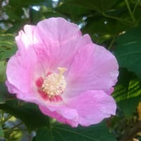 ◉我が家の花