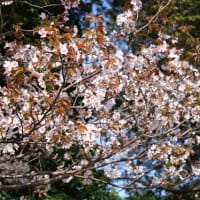 「小彼岸桜」満開