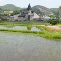 田植えのあと、５月２０日