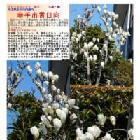 花巡り「梅－378」  幸手市香日向