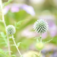 ちくちくボール。