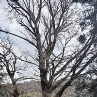 上の宮のイチョウ