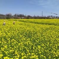 秋田大潟村の桜・菜の花ロード　