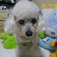 関東の梅雨明けは秒読み？ （￣。￣）台風3号に…　ちいかわのむちゃうまシュークリーム買ってみた♪