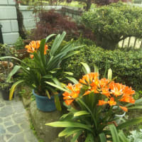 お湿りです。