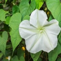 ７月　２日