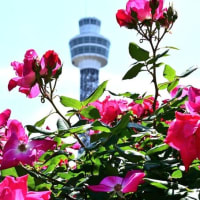 バラ　５（山下公園）